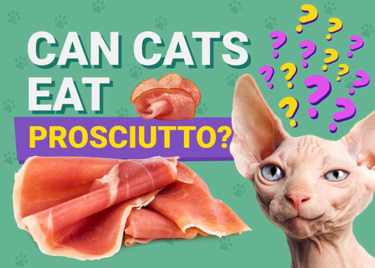 PetKeen_Can Cats Eat_prosciutto