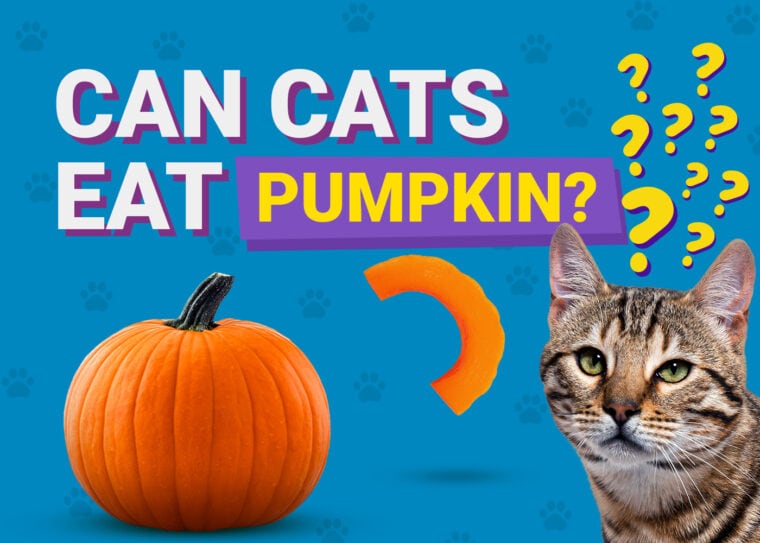 PetKeen_Can Cats Eat_pumpkin