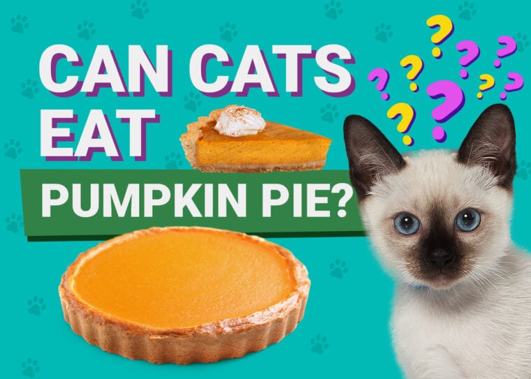 PetKeen_Can Cats Eat_pumpkin pie