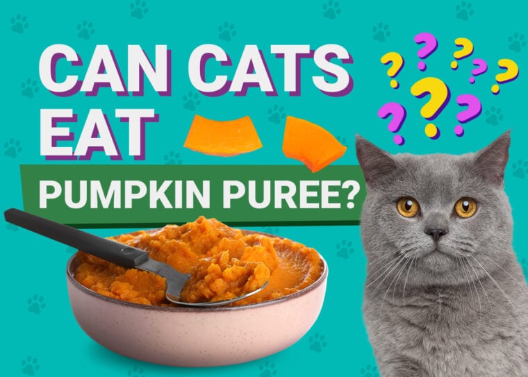 PetKeen_Can Cats Eat_pumpkin puree