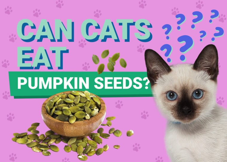 PetKeen_Can Cats Eat_pumpkin seeds