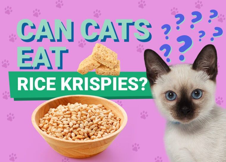 PetKeen_Can Cats Eat_rice krispies