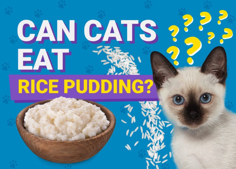 PetKeen_Can Cats Eat_rice pudding