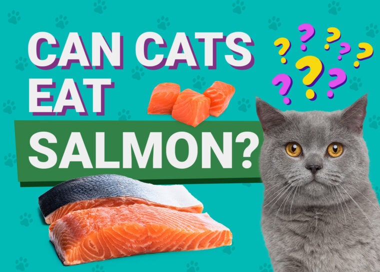 PetKeen_Can Cats Eat_salmon