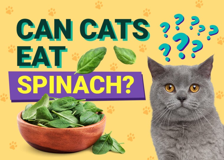 PetKeen_Can Cats Eat_spinach