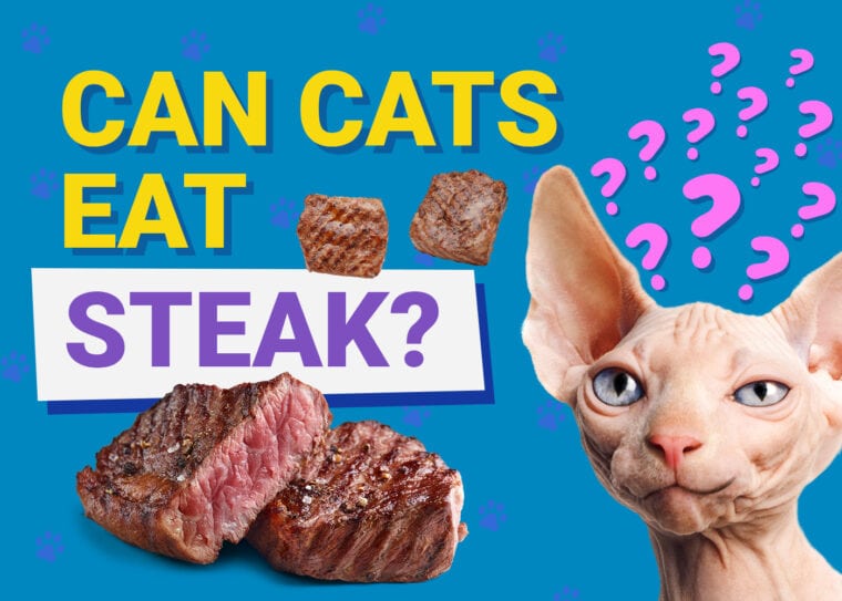 PetKeen_Can Cats Eat_steak