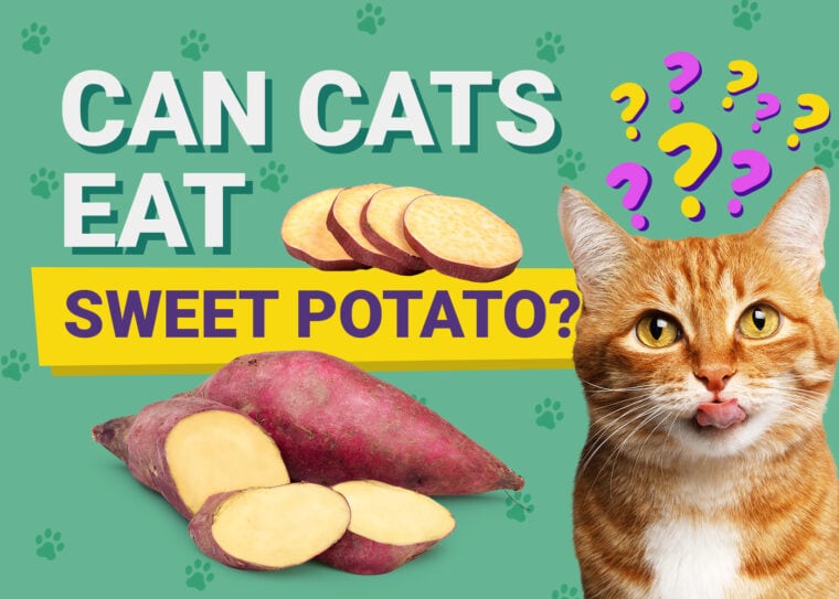 PetKeen_Can Cats Eat_sweet potatoes (1)