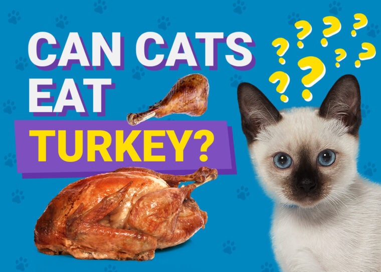PetKeen_Can Cats Eat_turkey