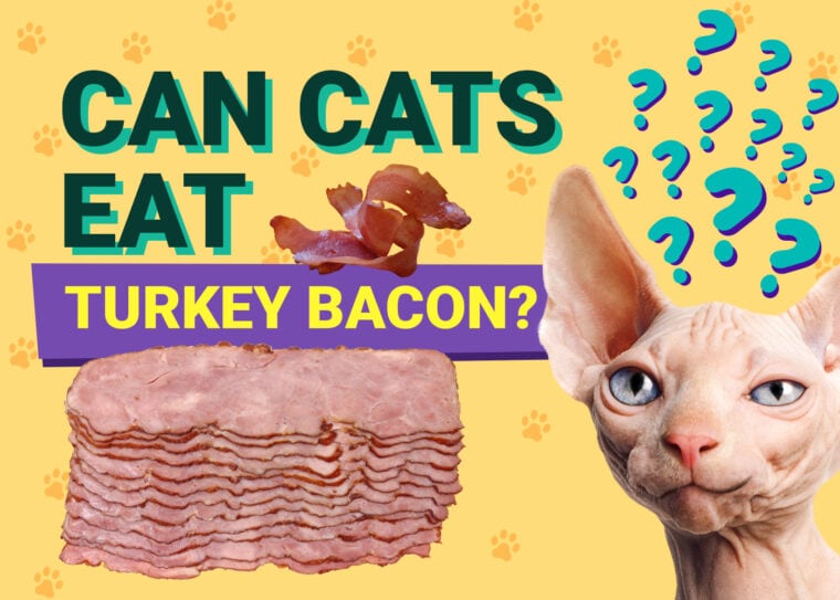 PetKeen_Can Cats Eat_turkey bacon