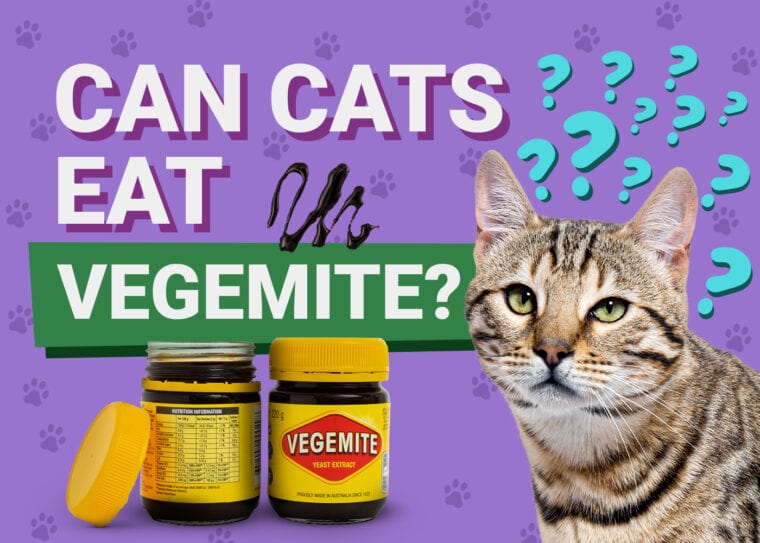 PetKeen_Can Cats Eat_vegemite