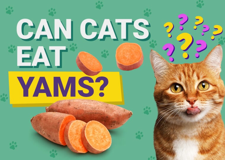 PetKeen_Can Cats Eat_yams