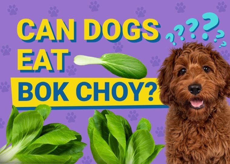 Can Dogs Eat Bok Choy? Vet Approved Facts & FAQ | Pet Keen