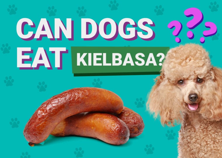 Can Dogs Eat_kielbasa