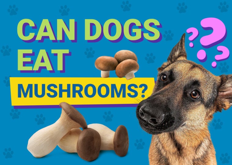 Can Dogs Eat_mushrooms