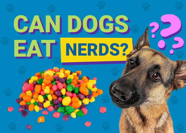 Can Dogs Eat_nerds