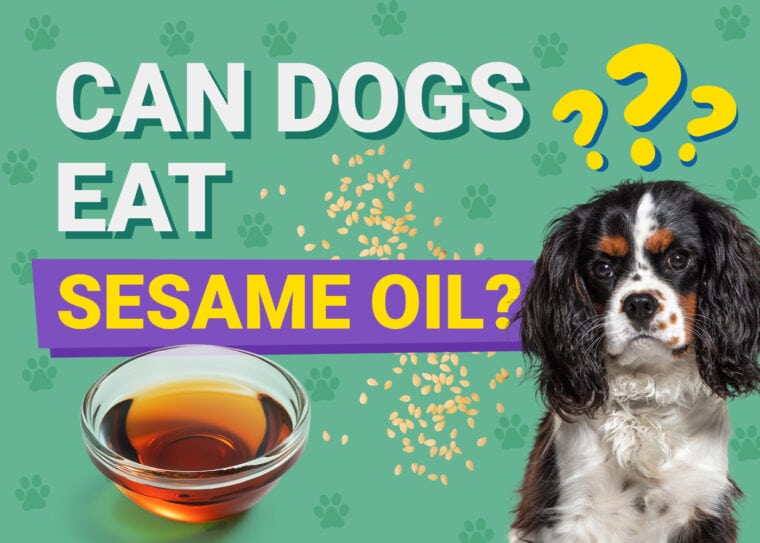 Can Dogs Eat_sesame oil