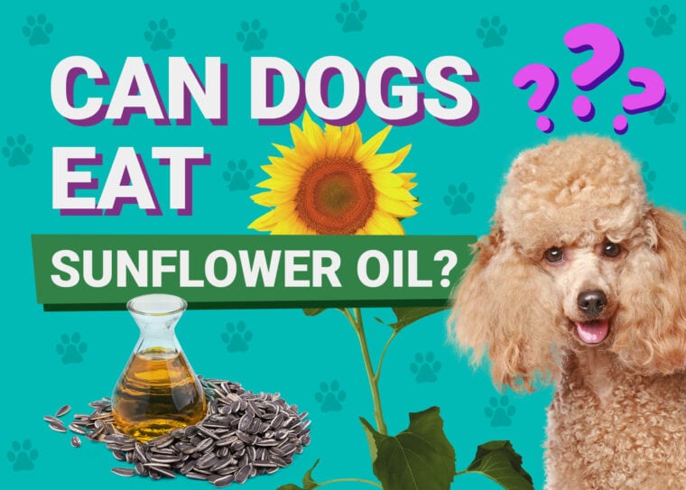Can Dogs Eat_sunflower oil