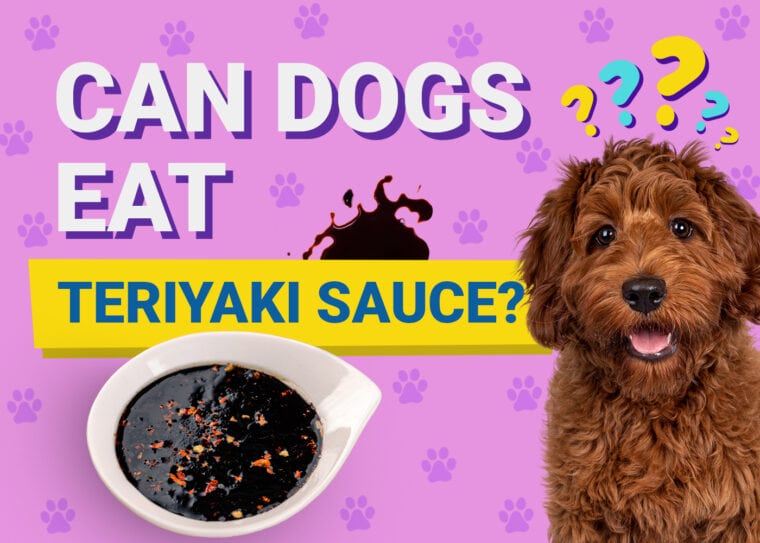 Can Dogs Eat_teriyaki sauce
