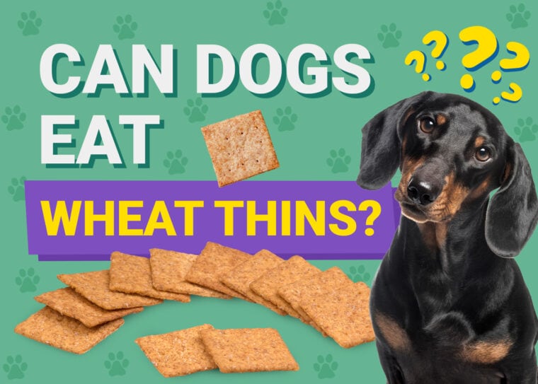 Can Dogs Eat_wheat thins