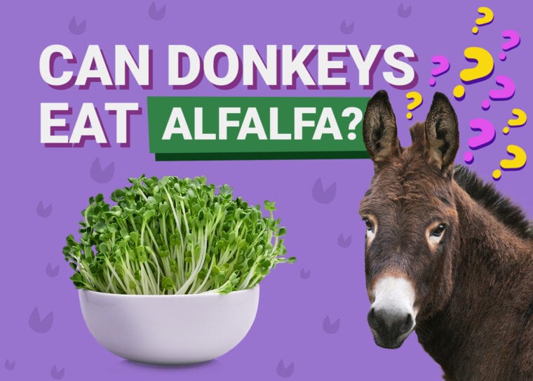 PetKeen_Can Donkeys Eat_alfalfa