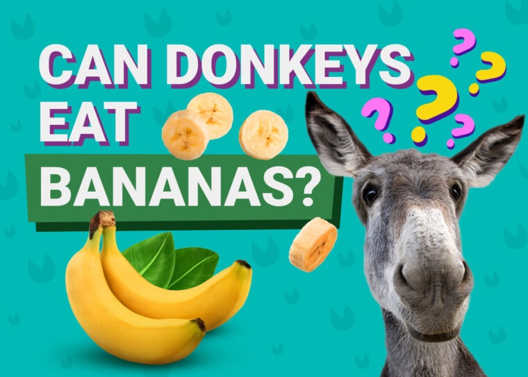 PetKeen_Can Donkeys Eat_bananas