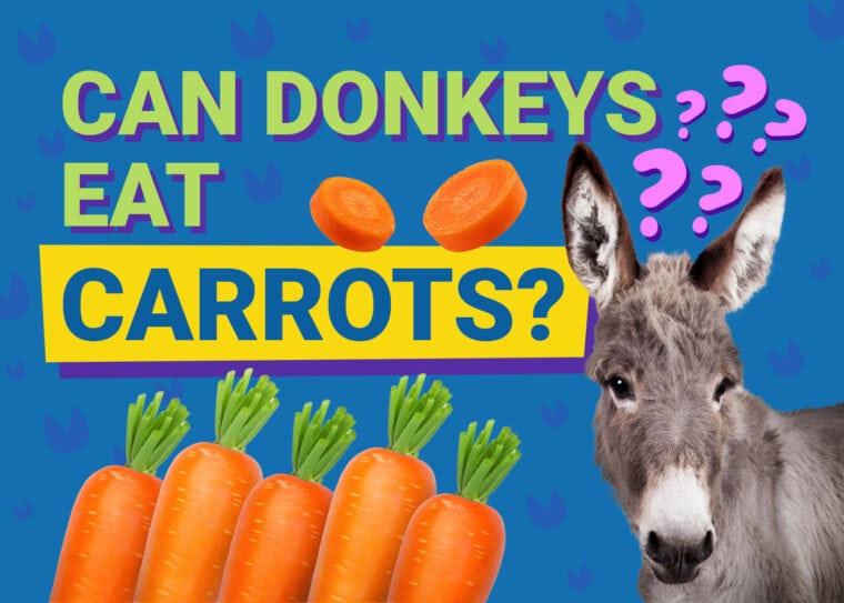 PetKeen_Can Donkeys Eat_carrots