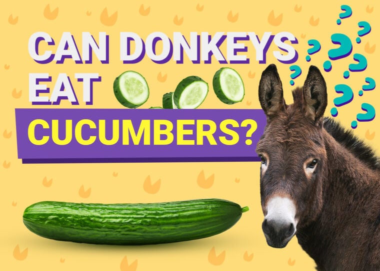 PetKeen_Can Donkeys Eat_cucumbers