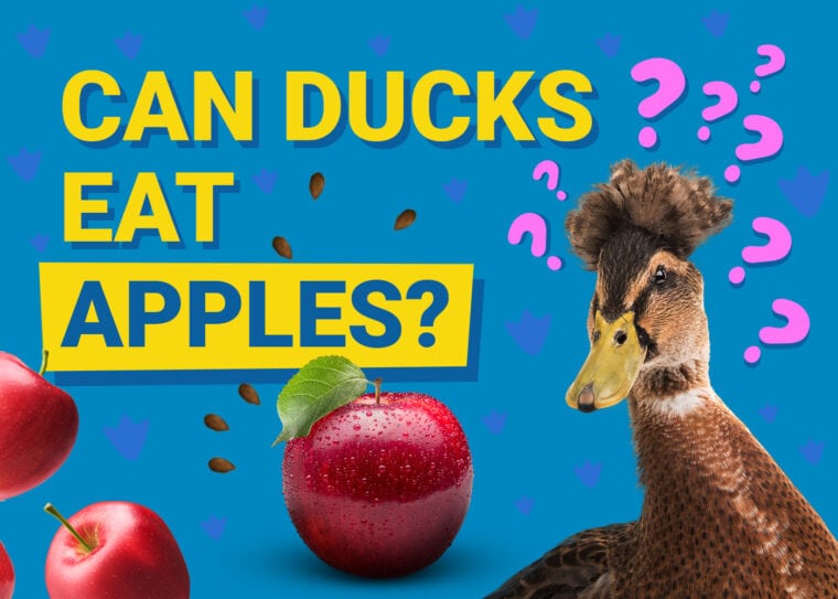 PetKeen_Can Ducks Eat_apple