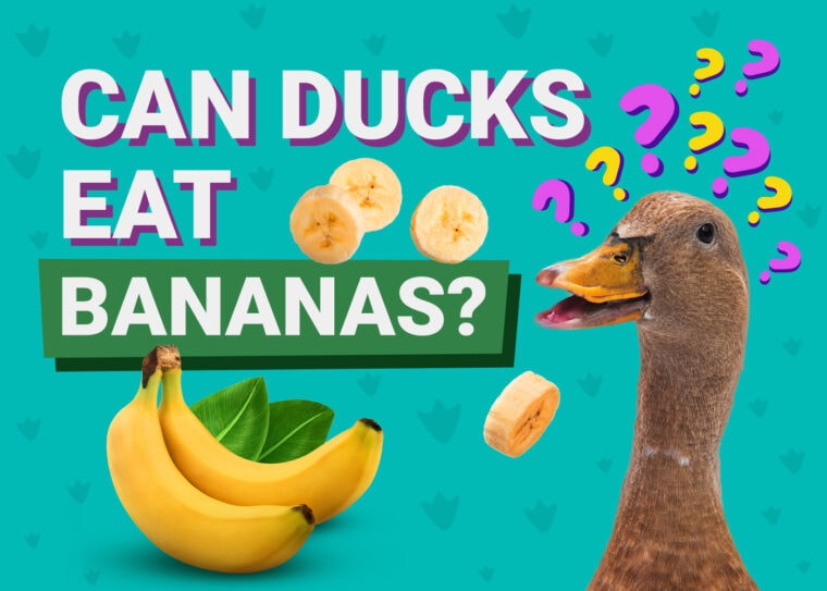 PetKeen_Can Ducks Eat_bananas