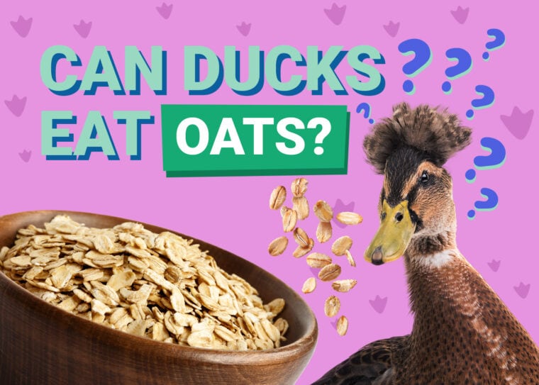 PetKeen_Can Ducks Eat_oats