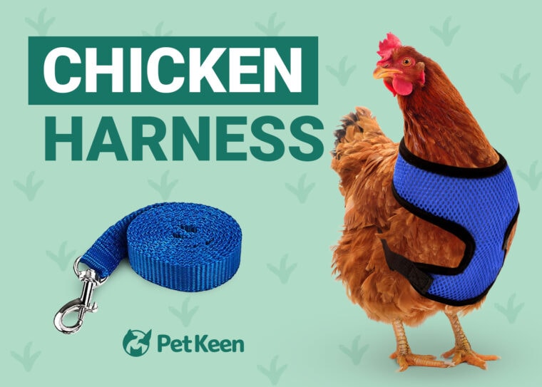 chicken harness