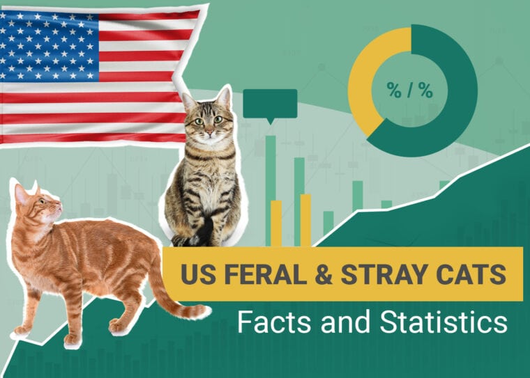 US Ferel & Stray Cats Facts and Statistics