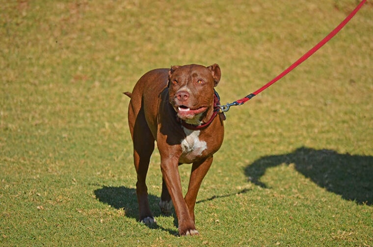 Pitbull Terrier Dog walking on a leash in a dog park, South Africa