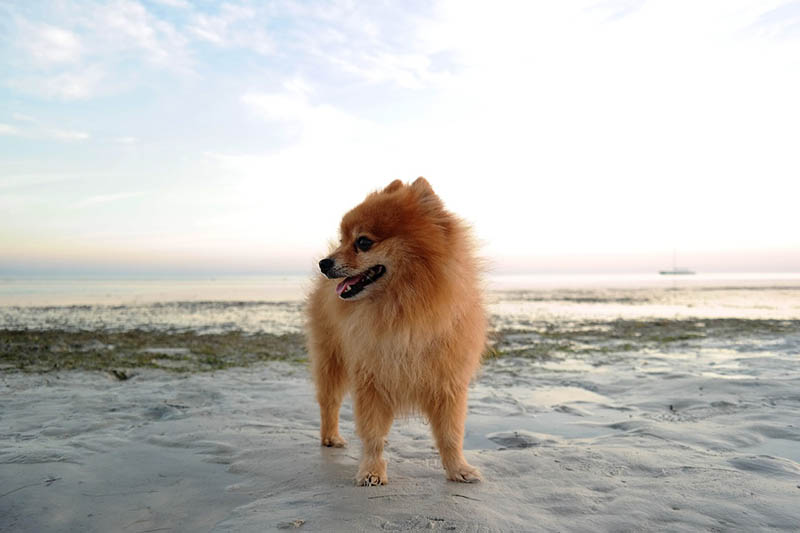 Pomeranian dog on the beach