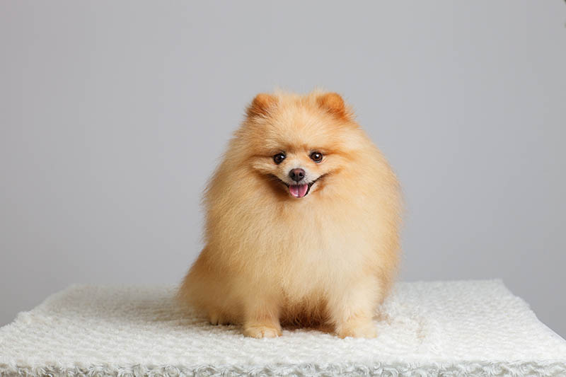 Pomeranian dog isolated in front of white background