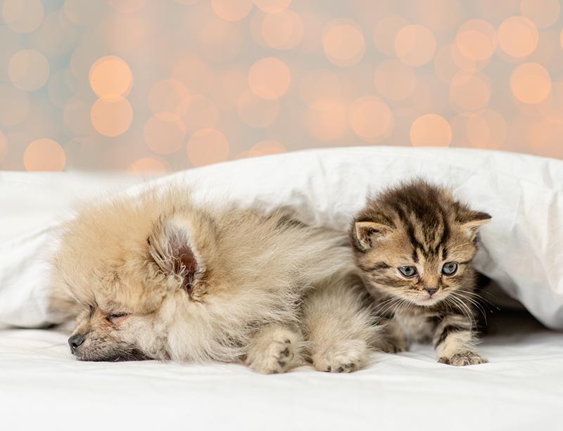 Pomeranian spitz puppy sleeping with kitten