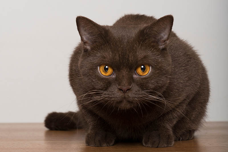 Portrait of a brown British Shorthair Cat