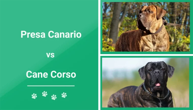 Presa Canario vs Cane Corso - Imagen destacada