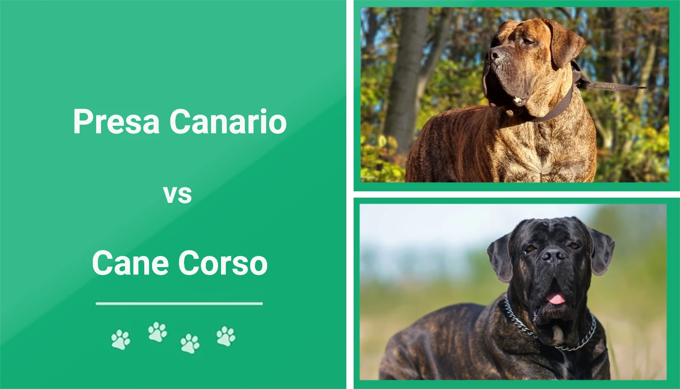 are presa canarios and cane corsos the same