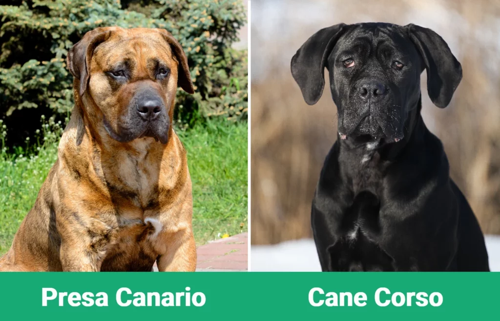 Presa Canario vs Cane Corso - Diferencias Visuales
