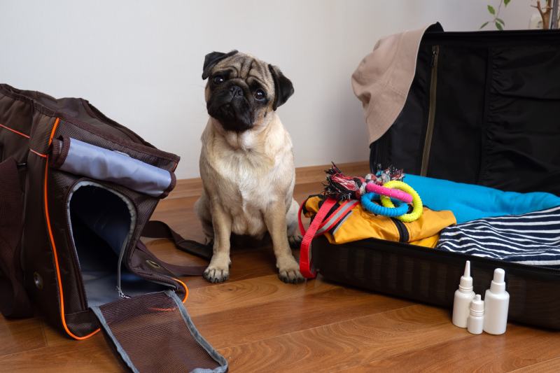 Pug dog is ready for a travel pack of luggage