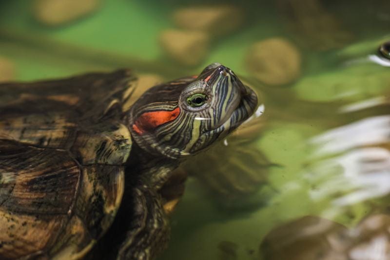 Red Eared Slider Turtle in an aquarium