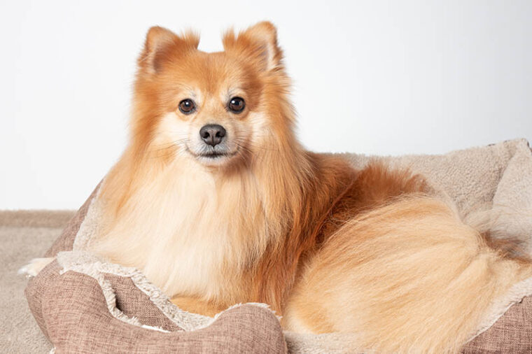Red sable fox faced pomeranian lying in dog bed white a white background