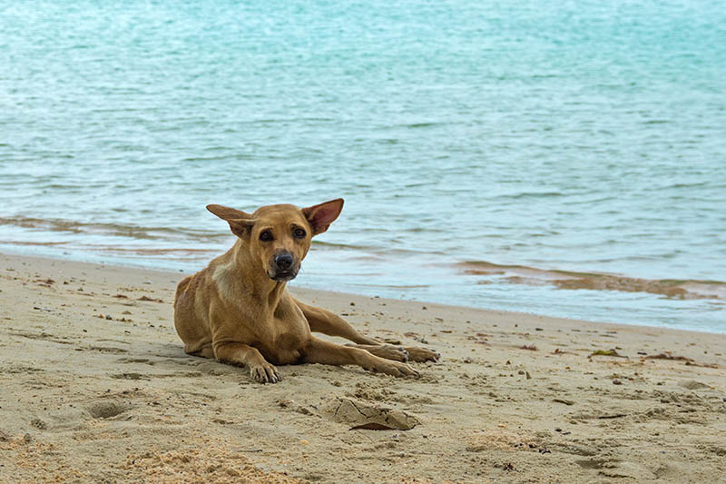 Ridgeback Phu Quoc dog on the island beach. Dog Phu Quoc