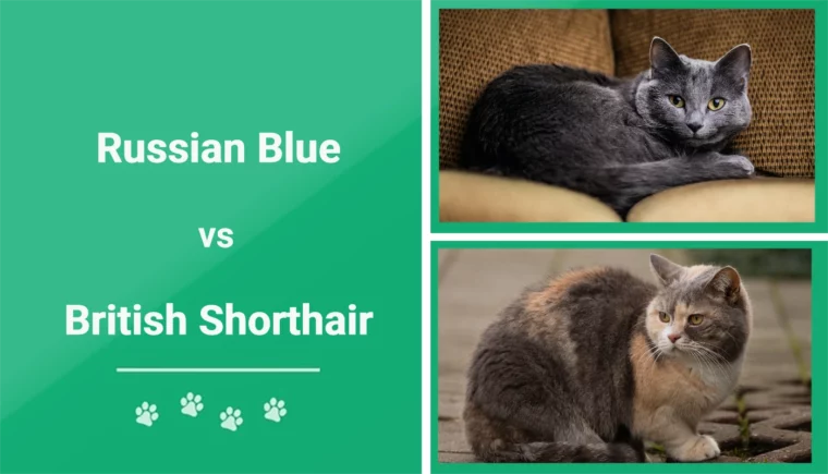 Russian Blue vs British Shorthair - Featured Image