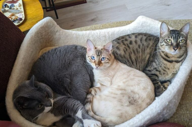 Savannah, Bengal and British Short-hair cat chilling in a basket