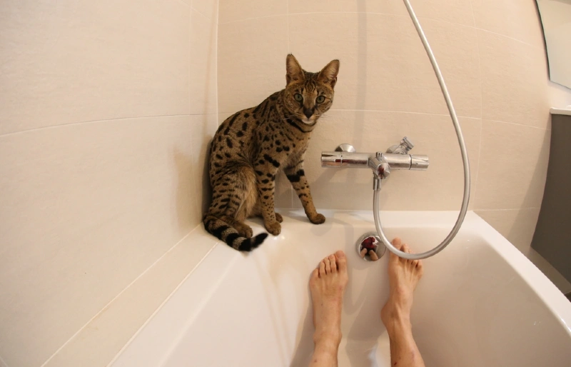 Savannah cat sitting on the edge of bath tub