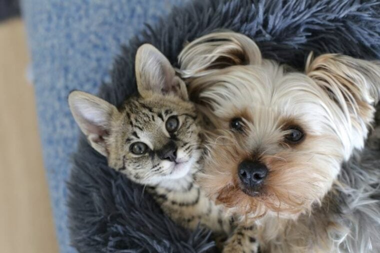 Savannah cat with a dog together in bed