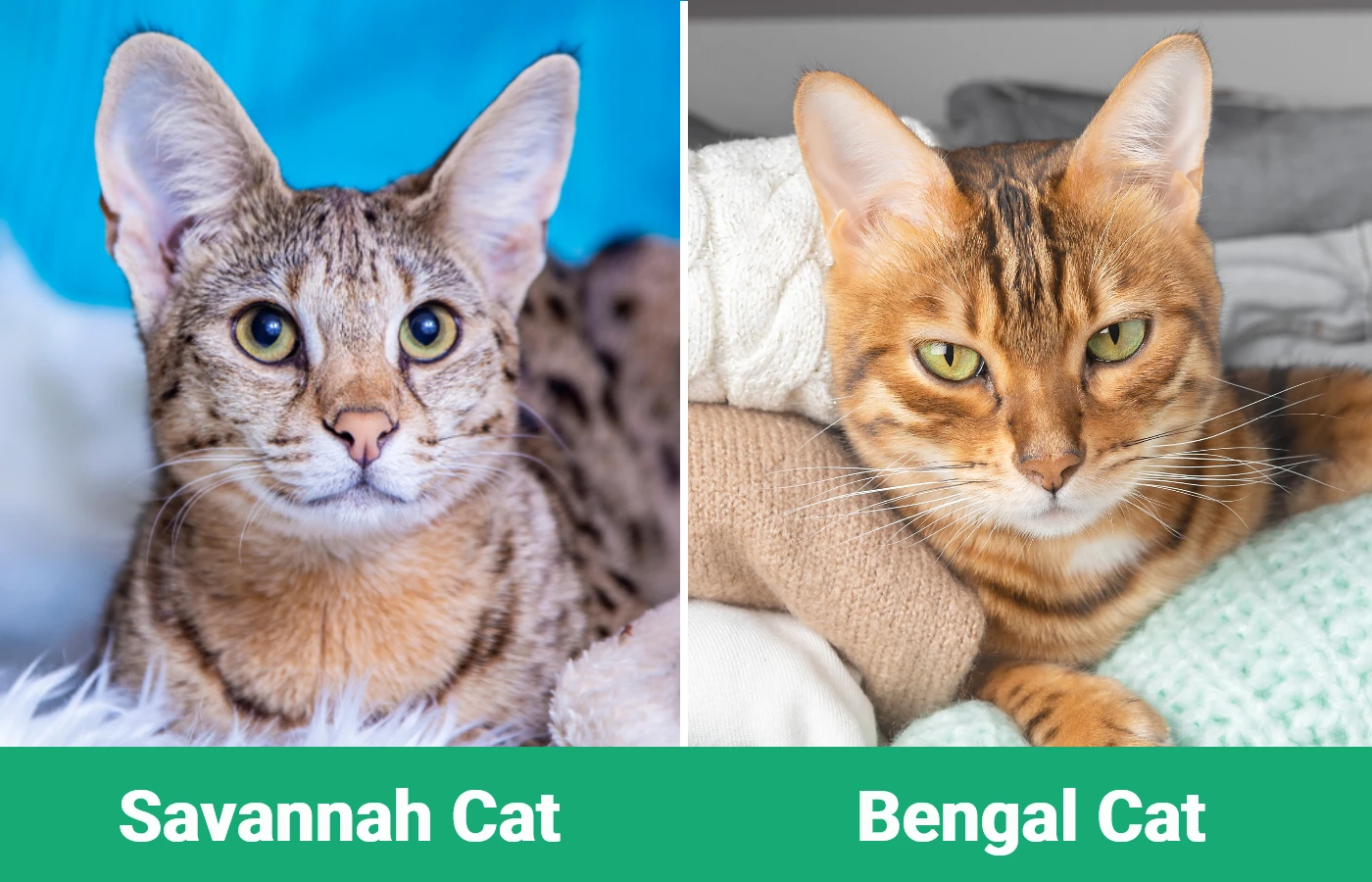 Savannah Cat vs Bengal Cat - Visual Differences