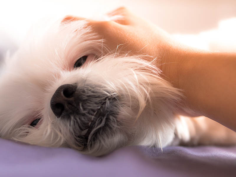 Shih Tzu dog lying on bed with love and care